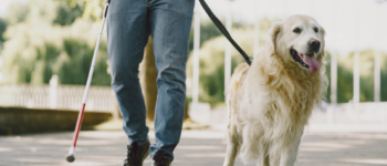 chien guide devant une personne malvoyante marchant avec une canne