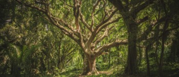 photo d'un grand arbre feuillu dans une forêt